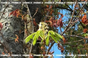 У Гродне зноў зацвілі каштаны — другі раз за год. Гэта прыгожа, але шкодзіць ім У Гродне зноў зацвілі каштаны — другі раз за год. Гэта прыгожа, але шкодзіць ім
