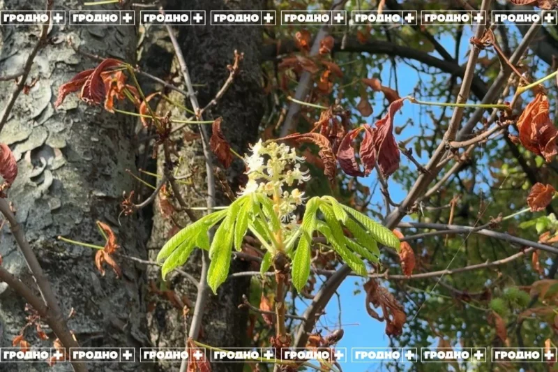 У Гродне зноў зацвілі каштаны — другі раз за год. Гэта прыгожа, але шкодзіць ім У Гродне зноў зацвілі каштаны — другі раз за год. Гэта прыгожа, але шкодзіць ім