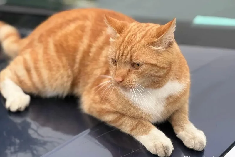 У Гродне з'явілася новая знакамітасць - рыжы кот У Гродне з'явілася новая знакамітасць - рыжы кот