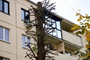 Гродзенцу перашкаджае ліпа, якую шмат гадоў таму пасадзілі ў двары яго дома. Што сказалі ва УЖРЭП?