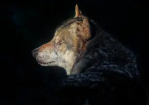 Воўк. Ілюстратыўнае фота