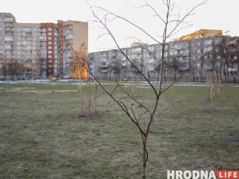 “Азеляненне — дарагая і сістэмная работа”. 5 спосабаў (не) пасадзіць дрэвы ў Гродне, Брэсце, Магілёве і па ўсёй Беларусі “Азеляненне — дарагая і сістэмная работа”. 5 спосабаў (не) пасадзіць дрэвы ў Гродне, Брэсце, Магілёве і па ўсёй Беларусі