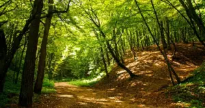 Дарожка ў Румлёўскім парку. Фота: pomniki.grodnolib.by