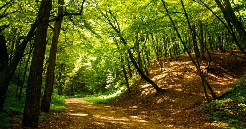 Дарожка ў Румлёўскім парку. Фота: pomniki.grodnolib.by