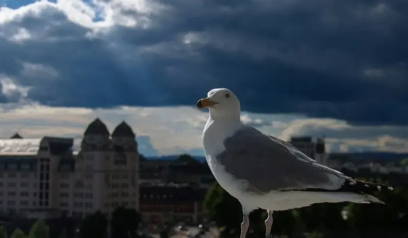 Горад не спраўляецца з чайкамі. ЖКГ звярнулася па дапамогу да навукоўцаў ГрДУ Чайки — новый городской вид в Гродно.