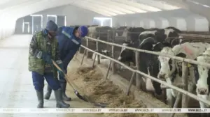 У Гродзенскай вобласці дэфіцыт кадраў у аграсферы папаўняюць замежнікамі