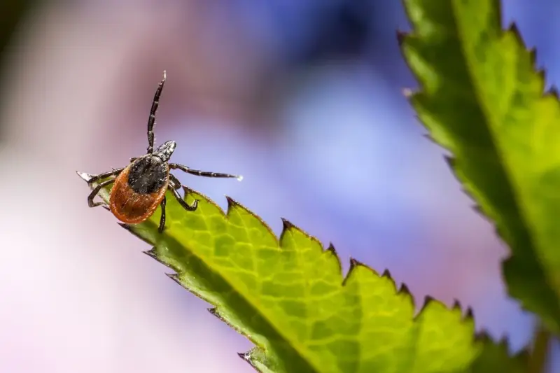 У гродзенкі не ўзялі кляшча на праверку - "не сезон". Спыталі ў эксперткі, як павінна быць Іксодавыя кляшчы ў Гродне