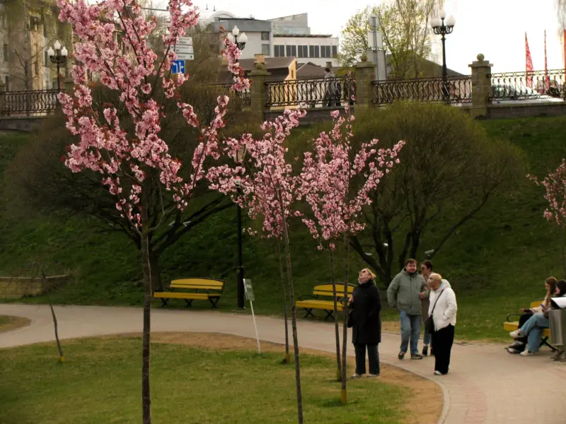 У Гродне зацвіла сакура - паспейце зрабіць фатаграфіі У Гродне зацвіла сакура - паспейце зрабіць фатаграфіі