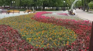 Беласток саджае лугі, а Гродна адналетнікі. Як правільна азеляняць горад? Клумба, створаная "Гродназелянбудам" у парку Жылібера напярэдадні Фестывалю нацыянальных культур. Фота: grodnozelenstroj.by