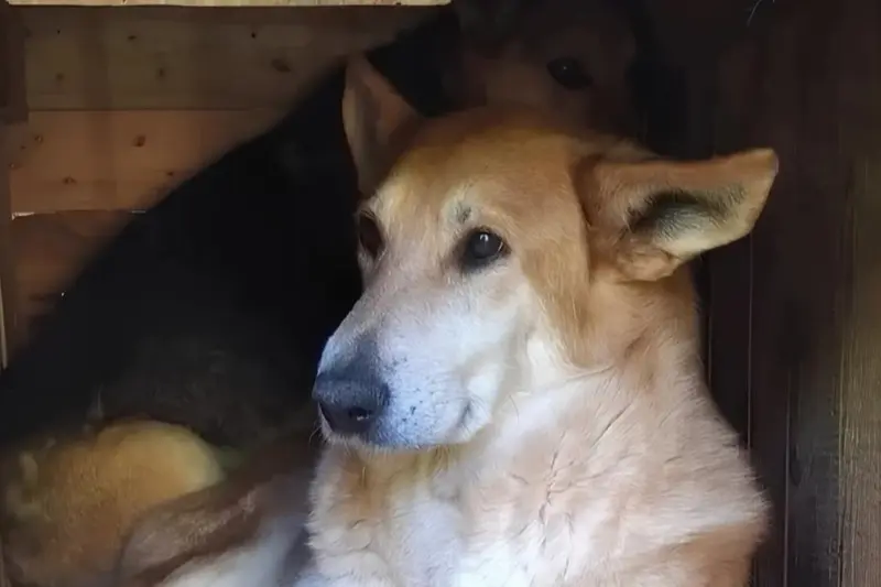 Собака Сах